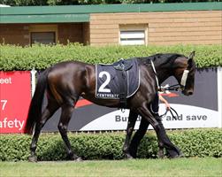 Two Sugars in the mounting yard before her big win at Mornington